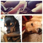 Kisses Tyler Buster Talbert - @talbertdogdogcat - Instagram