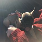 Tyler Teague - @brix_andthebaldcat - Instagram