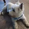 Tyler Thai - @tyler.thai3 - TikTok
