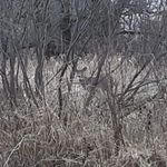 Tyler Thayer - @thayer_survivalgear - Instagram