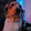 Tyler Urban - @senoirsimpsalot - TikTok
