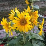 Sherry Tyler Wagoner - @wagonersherry - Instagram