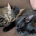 Tyler Wiggers - @the.cat.dad - Instagram