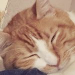 Tyler Willingham - @tylergwill - Instagram