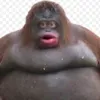 Tyler Thomson - @orangutanfartsonme - TikTok