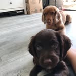 Yarra-Tyne Brown - @yarra_and_tyne_brown_cockers - Instagram