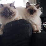 Tyra & Morrison - @morrisonandtyra - Instagram