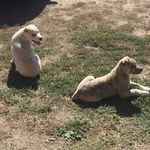 Little Babies🐕🐕 - @stella.tyra.page - Instagram