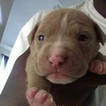 Tyree Wilson - @tyreewilson9487 - Instagram