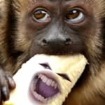 Tyrell Gordon - @mega_chimpin - Instagram
