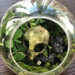 Tiệm cây trong hũ - @terra_ocean_ - Instagram