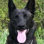 TYRON du Royaume de Pandora ❤️🐕 - @tyron_du_royaume_de_pandora - Instagram