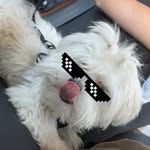 El fukin Tyron 🐾🤍 - @tyron.torress - Instagram