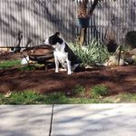 Tyrone Batts - @tyes_landscaping - Instagram