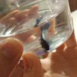Blue Tyrone - @blue_tyrone_the_fish - Instagram