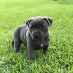 TyroneBlue - @blue_staff_tyrone - Instagram