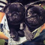 Tyrone & Bruce Mac - @tyroneandbruce - Instagram