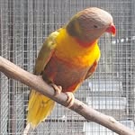 Tyrone David - @rainbow_red_lorikeet - Instagram