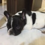 Tyrone David - @tyronedavidthefrenchie - Instagram