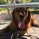 TYRONE 🐶 - @tyrone_the_golden - Instagram