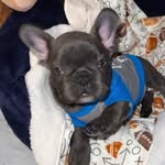 Tyrone Hamilton - @tyrone_hamilton4 - Instagram
