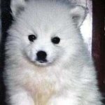 Tyrone Harrison - @tyronethedog - Instagram
