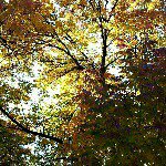 Tyrone Larson - @3_x_l_photography - Instagram