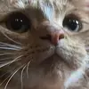 lunaandtyronekittycats - @lunatyrone - TikTok