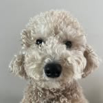 beanie tyrone moses kim - @beanpoodled - Instagram