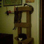 Tyrone, Sampson, & dhalila - @3meowskies - Instagram