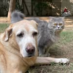 Tyson 🐶  Grey 😼 Phoebe🐈 Pocky 😻 - @tyson_grey_ - Instagram