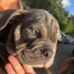 tyson_grey - @tyson.grey.bully - Instagram