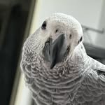 Tyson Grey Parrot🦜 - @tyson_grey_parrot - Instagram