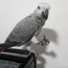 Tyson_Grey_Parrot - @tyson_grey_parrot - TikTok