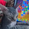 Tyson the grey - @tyson.the.grey - TikTok