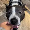 Tysonthegreypittie - @tysonaguilera - TikTok