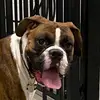 Tyson - @tysonpup - TikTok