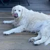 Ulla Christensen - @ulla.christensen3 - TikTok