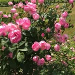 Ulla Christensen - @ullariischr - Instagram