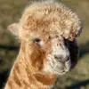 ulrikerothensteiner - @ulrikerothensteiner - TikTok