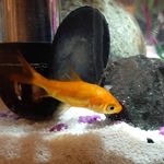 Theodore Ulysses Brooks - @theo_the_fish_lad - Instagram