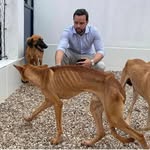 Resgate Animal-Ulysses Moraes - @resgateulyssesmoraes - Instagram
