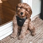 Bodi Ulysses Tran Phillips XIV - @bodibehr - Instagram