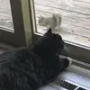 ThomasandUlysses - @thomasandulysses - TikTok