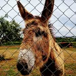 Umberto Tozzi - @jacasamasegnau - Instagram