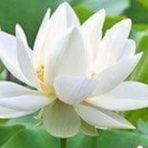 Umbreen Shah - Facebook