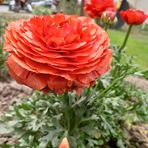Umbreen Shah Nawaz - Facebook