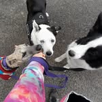 Higgy & Luna - @higgins.and.luna - Instagram