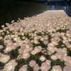 زهره_цветок،💥👽! - @unai_lowe - TikTok
