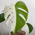 Indra green house - @indra_green_house - Instagram